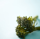 Brocolli food photography manchester cheshire lancashire